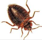 深圳殺臭蟲公司