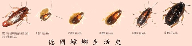 德國小蠊怎么進入城市的