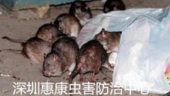 深圳滅鼠公司專業(yè)消殺方法?