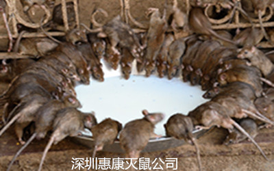 老鼠傳播疾病主要原因