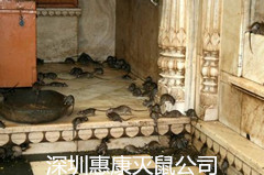 老鼠類繁殖及生活習(xí)性