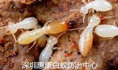 發(fā)現(xiàn)白蟻危害跡象時的處理方法