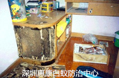 白蟻對鋼筋混凝土的危害