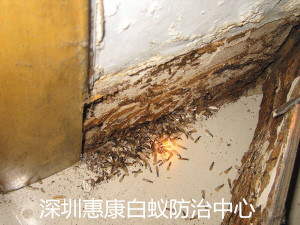 深圳白蟻公司教你認識白蟻