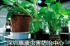 深圳殺蟲公司告訴你蚊蟲是怎么滋生的