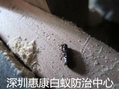 深圳殺蟲公司蛀蟲的介紹與防治