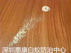 柱木蟲為什么喜歡吃木家私