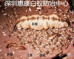 (qing)İρă(ni)Y(ji)(gu)