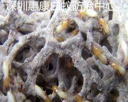 (qing)İρă(ni)Y(ji)(gu)