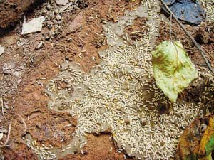 ρE(DƬI(y)ρι˾ṩ