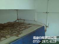 (“白蟻危害大 要以預(yù)防為主”)