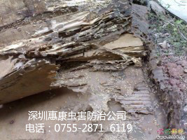(“白蟻危害大 要以預(yù)防為主”)