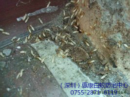 防治白蟻要找專業(yè)防治白蟻公司