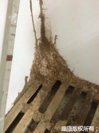 防治白蟻要找專業(yè)防治白蟻公司