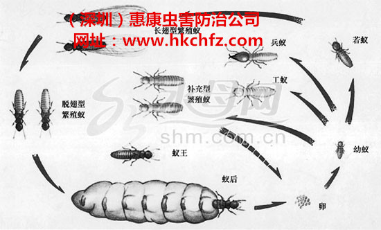白蟻對(duì)房屋的危害和生活史!