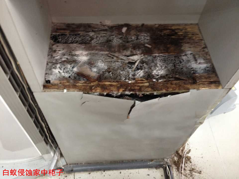 ρʳľ|(zh)TӵȼҾ